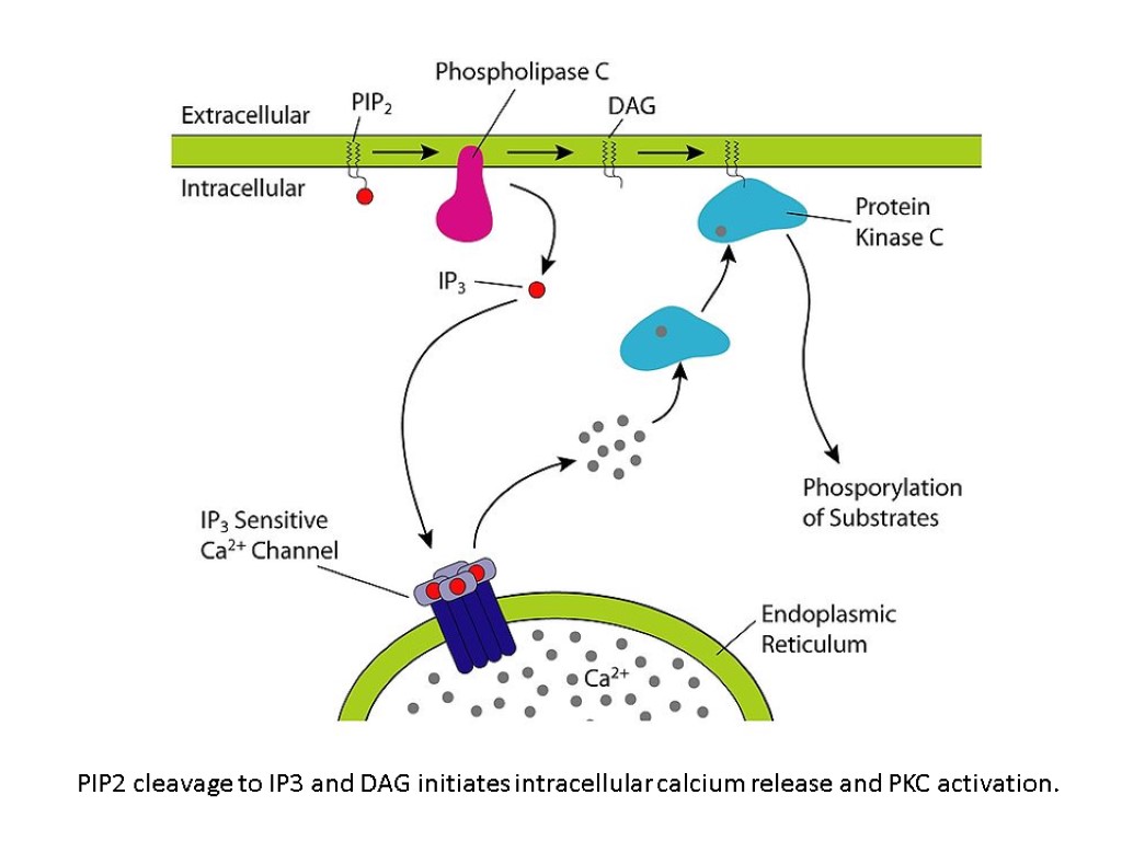 PIP2 cleavage to IP3 and DAG initiates intracellular calcium release and PKC activation.